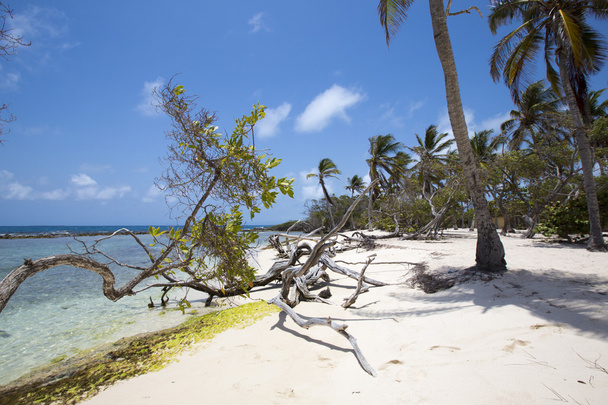 Morrocoy National park, a paradise with coconut trees, white san - Photo, image