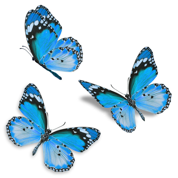 3 niebieski motyl - Zdjęcie, obraz