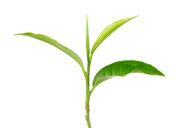 Green tea leaf isolated on the white background - Foto, Imagem