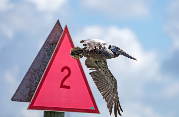 Pelikanen negeren tekenen - Foto, afbeelding