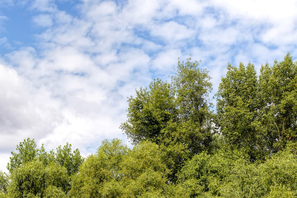 Cloudy Sky Over the trees - Valokuva, kuva
