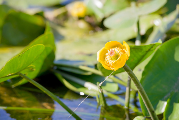 Глечики Lutea квітка
 - Фото, зображення