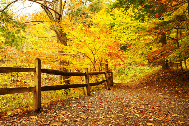 Herfst scène landschap - Foto, afbeelding