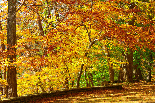 Autumn scene landscape - Photo, Image