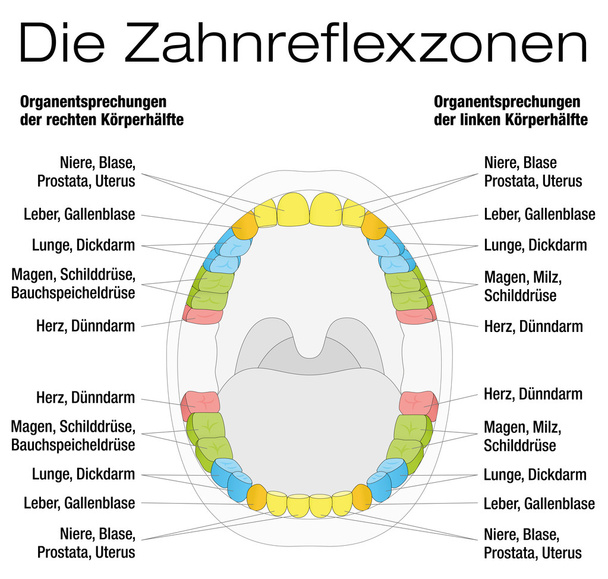 Zähne Reflexzonendiagramm deutsch - Vektor, Bild