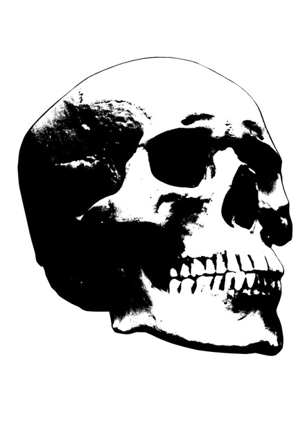 Cráneo sobre fondo blanco
 - Vector, imagen