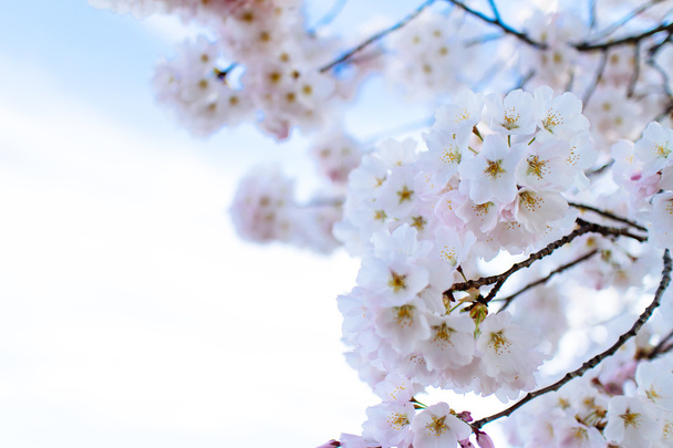 Άνθη κερασιάς - Φωτογραφία, εικόνα