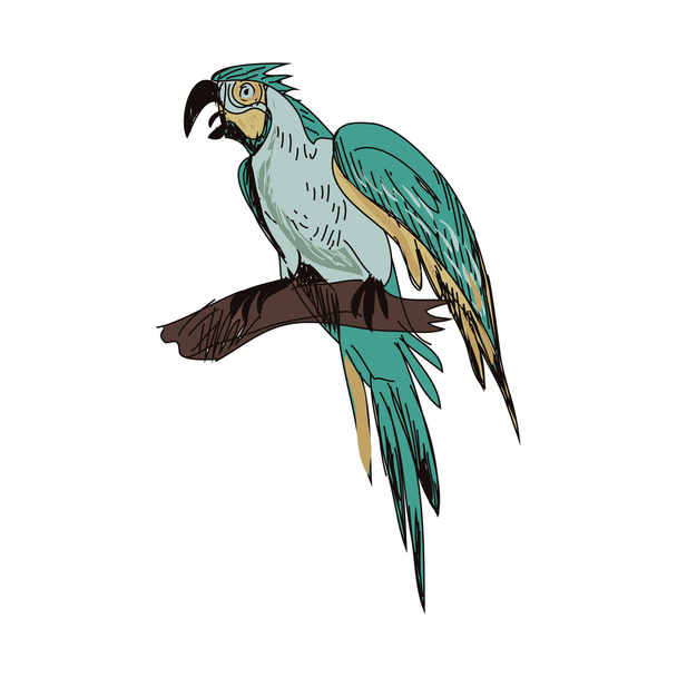 doodle parrot - Vector, afbeelding