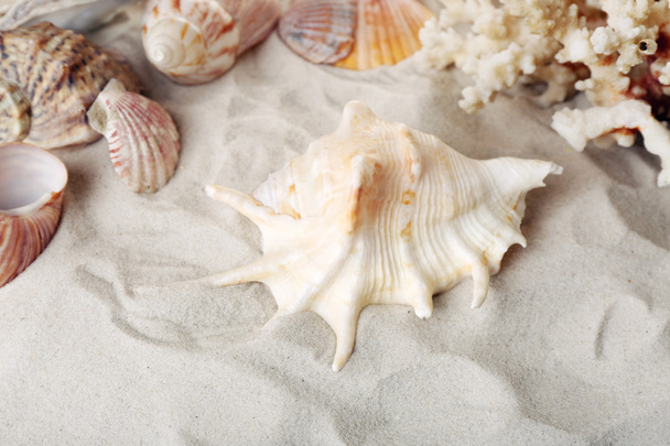 Beautiful seashells on sand background - Valokuva, kuva