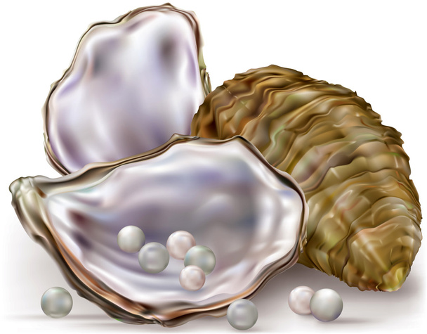 Oyster shell pearls - Vector, Image