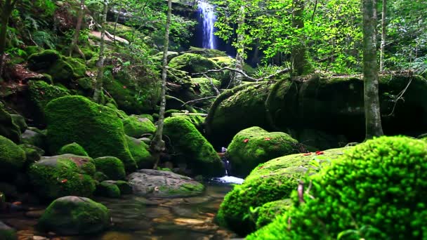 Groen bos en waterval - Video
