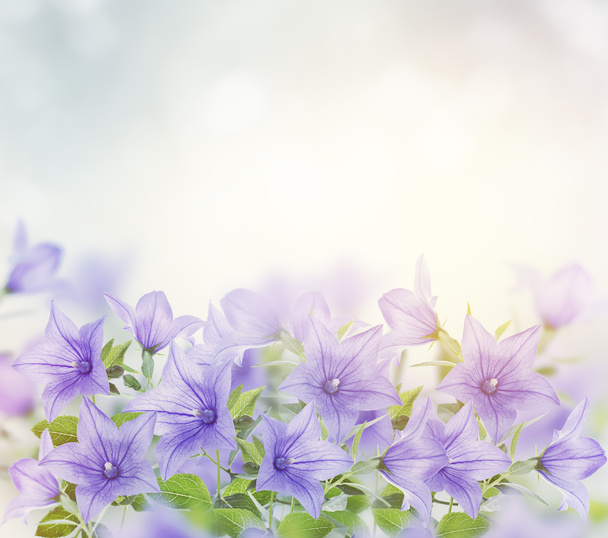 Blue bell virágok - Fotó, kép