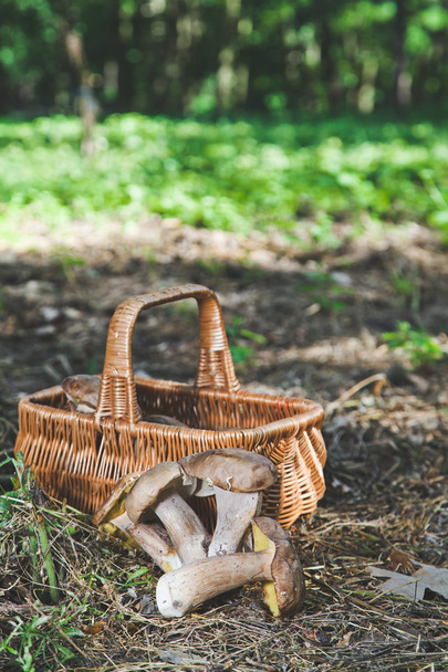 Harvested fresh white mushrooms in a sunny forest - Fotografie, Obrázek