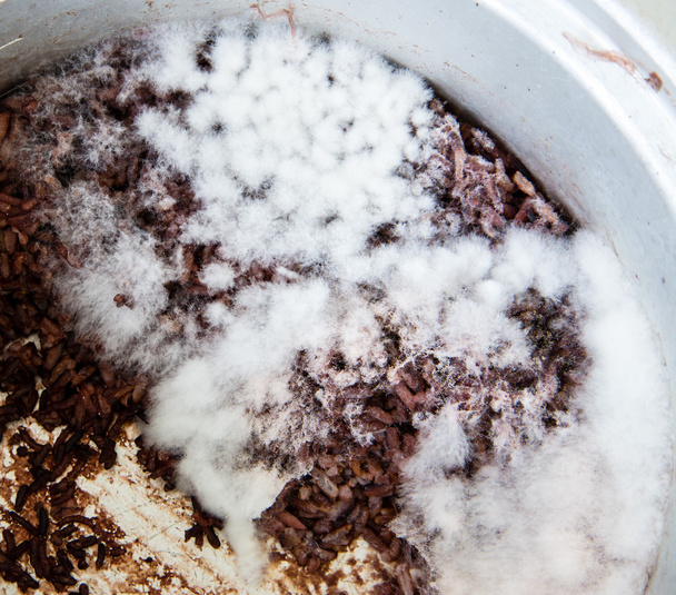 Moldy grzybów w zgniłe ryżu, ryż, - Zdjęcie, obraz
