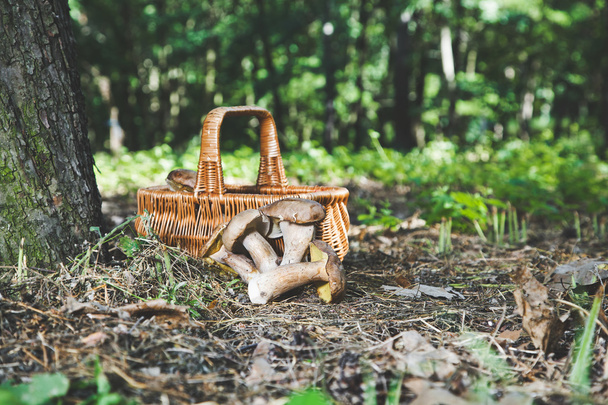 Group of white mushrooms near wicker basket in forest - Фото, изображение