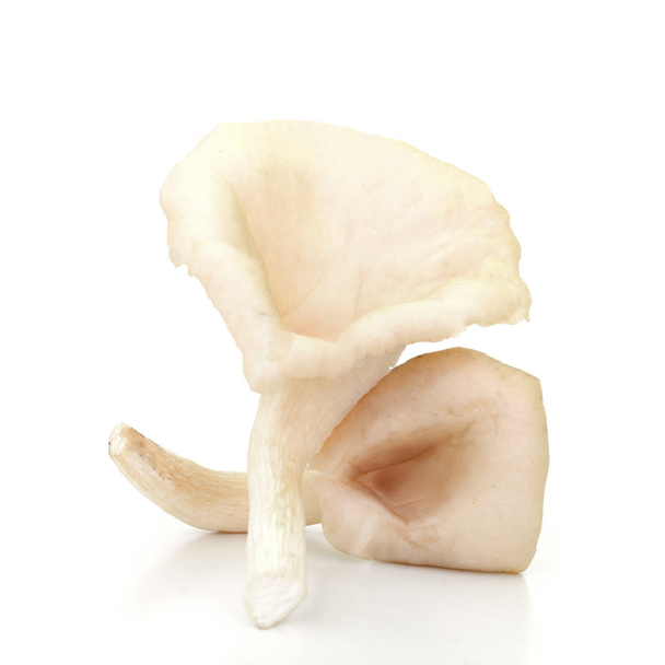 Cogumelos ostra em um fundo branco - Foto, Imagem