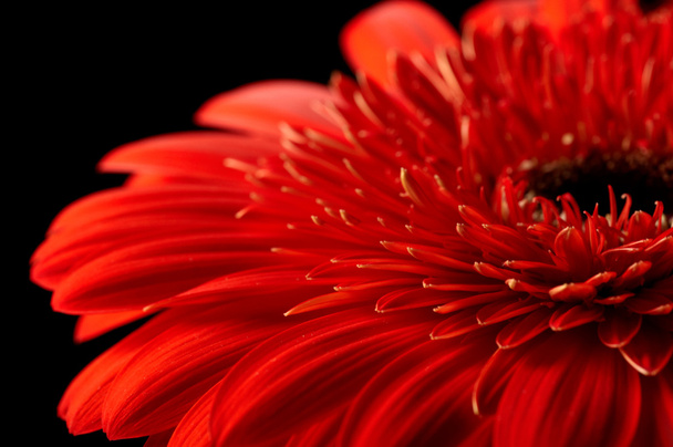 Red daisy-gerbera on black background - Фото, зображення