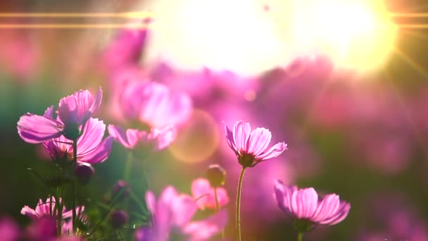 campo de flores rosa - Filmagem, Vídeo