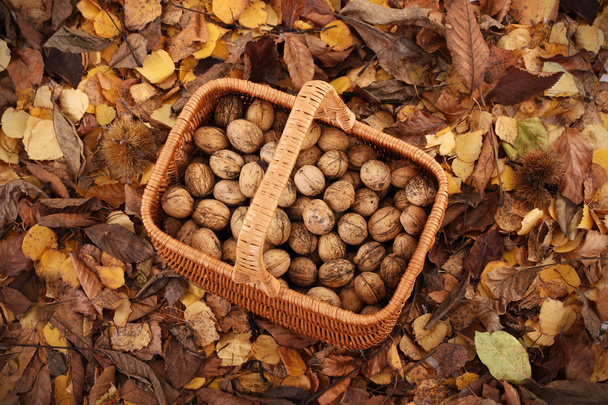 Walnuts in the basket - Photo, Image