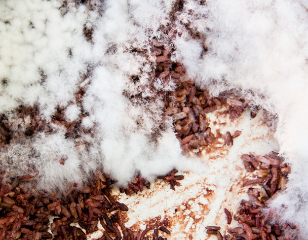Fungi in rotten rice,Moldy rice, - Photo, Image