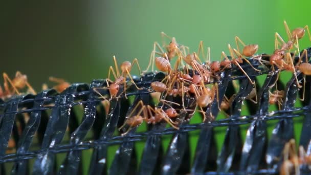 czerwone mrówki - Materiał filmowy, wideo