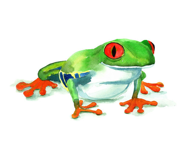 Ręcznie rysowane akwarela żaba. - Zdjęcie, obraz