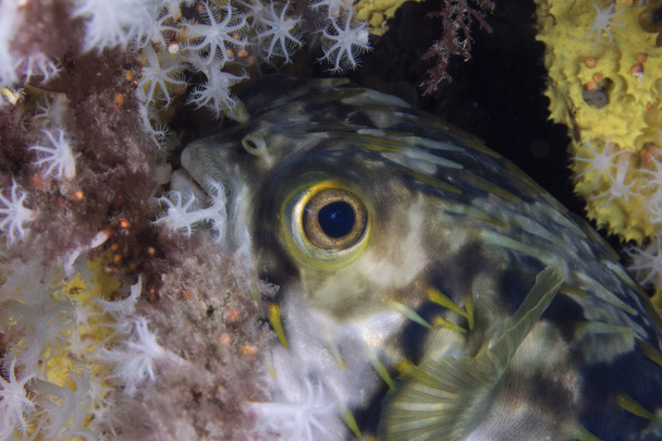 Pihovatý Porcupinefish (juvenilní) - Fotografie, Obrázek