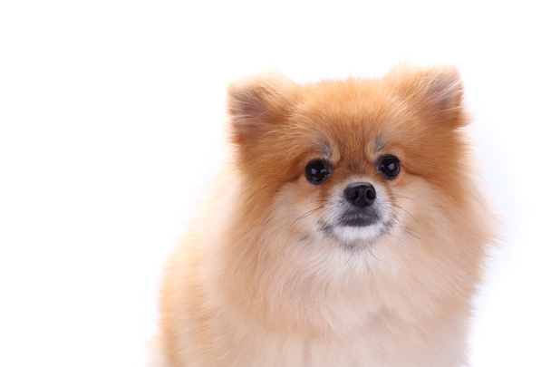 marrone cane pomerania isolato su sfondo bianco - Foto, immagini