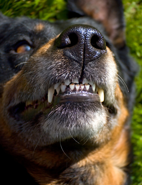 Koira suu
 - Valokuva, kuva