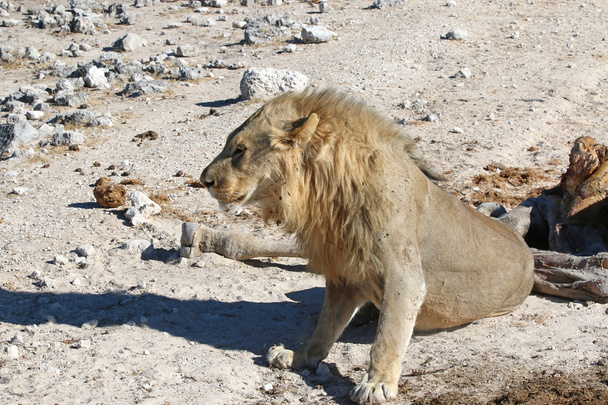 Leijona Cadaverin kanssa
 - Valokuva, kuva