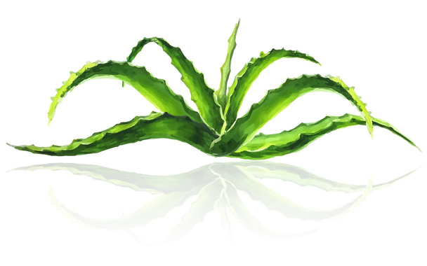 watercolor aloe small bush - Διάνυσμα, εικόνα