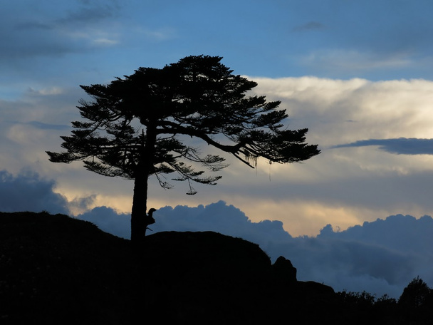 Αέρας διοχετεύεται δέντρο και δραματικό ουρανό - Φωτογραφία, εικόνα
