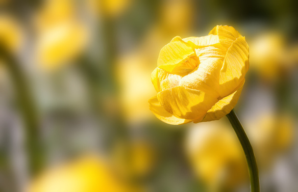Tavaszi ajánlat sárga - Fotó, kép