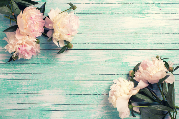Pink  peonies flowers - 写真・画像