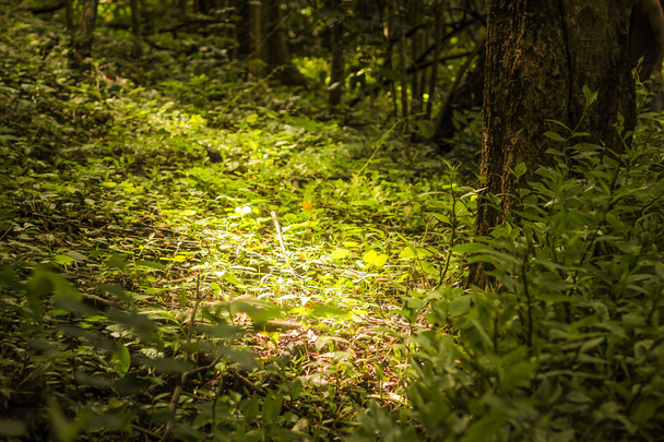 свет в лесу
 - Фото, изображение