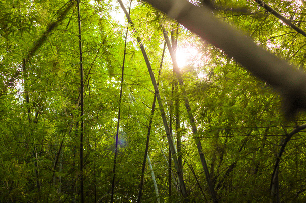 Sonnenlicht im Baumwald - Foto, Bild