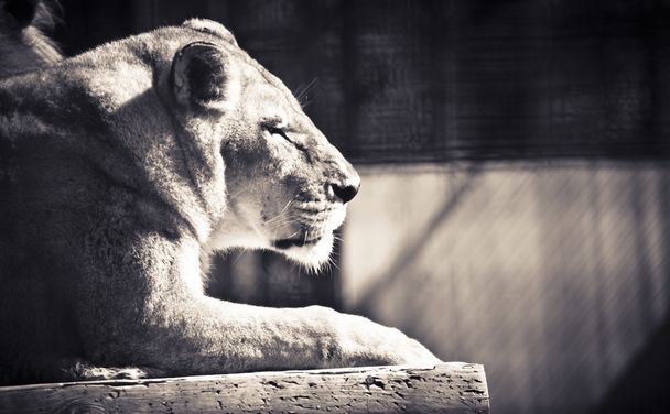 жіночі лев
 - Фото, зображення