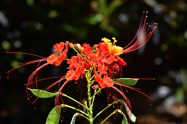 Υπερηφάνεια του Barbadoslatin ονόματος Caesalpinia pulcherrima - Φωτογραφία, εικόνα