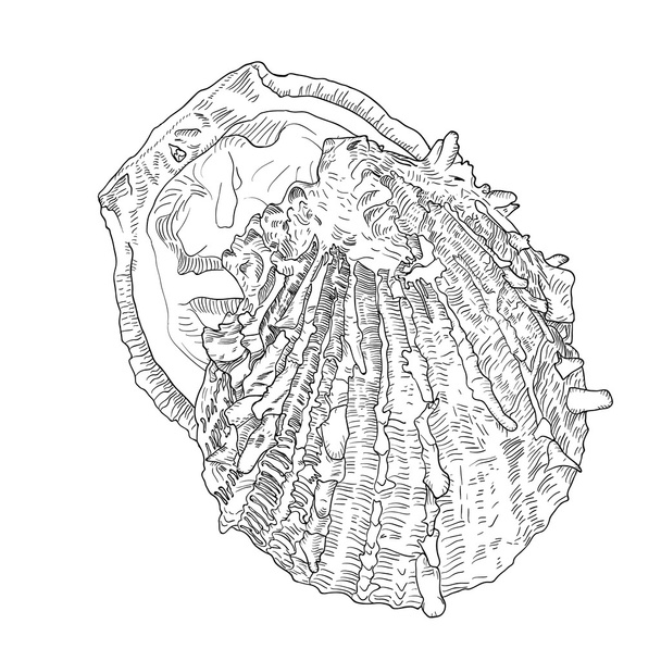 Hand drawn oyster with outline and fill. Sea food isolated vecto - Vettoriali, immagini