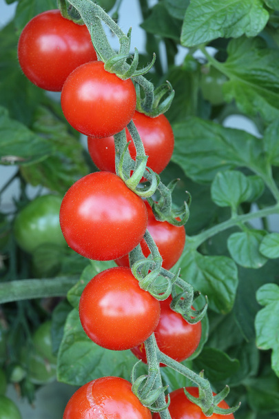kiraz domates - Fotoğraf, Görsel