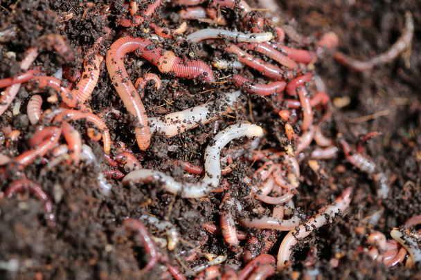Earthworms - Photo, Image