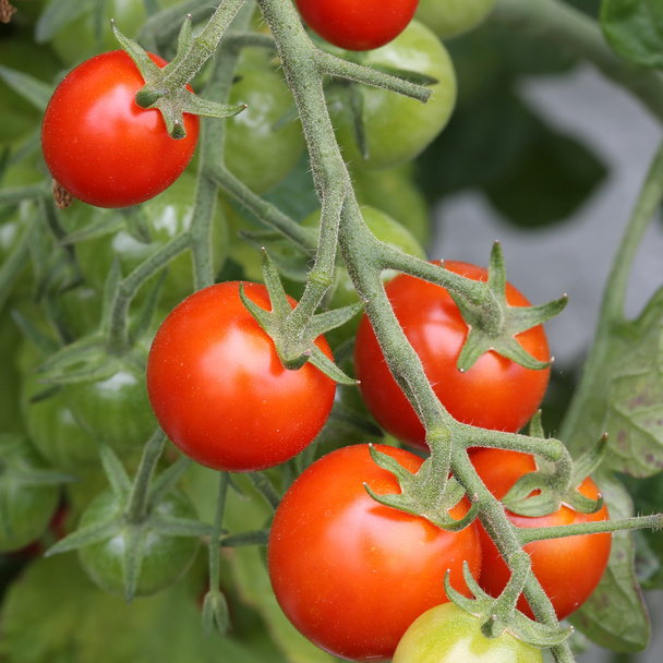 kiraz domates - Fotoğraf, Görsel