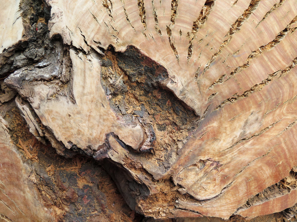 Old trunk texture - Foto, Bild