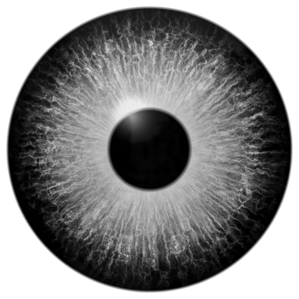 Ізольовані сірі очі ілюстрація
 - Фото, зображення