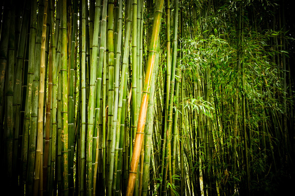 foresta di bambù. primo piano
 - Foto, immagini