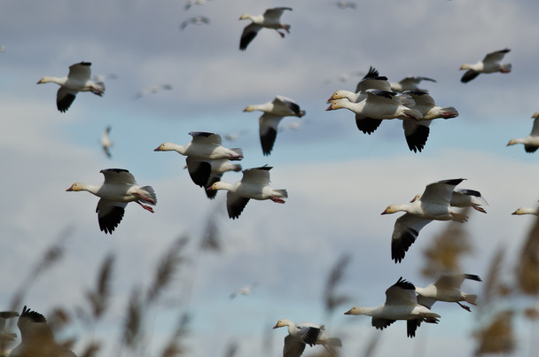 Flock hó liba leszállás a mocsár - Fotó, kép