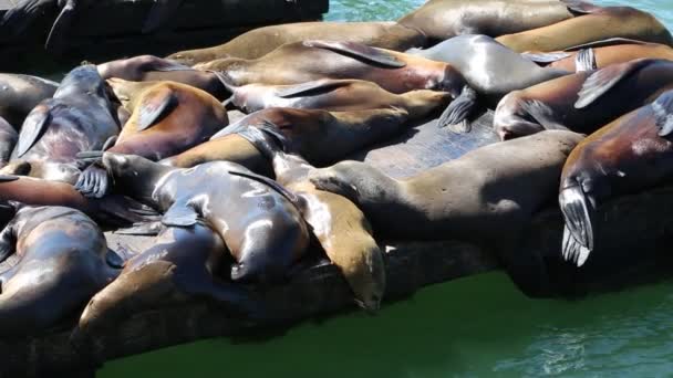 κοιμάται θαλάσσια λιοντάρια - Πλάνα, βίντεο