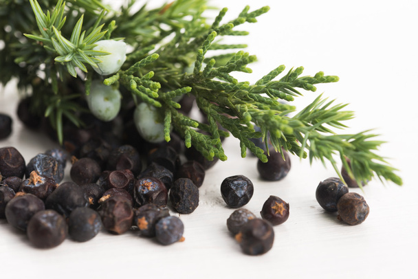 Juniper plant with berries - Photo, Image