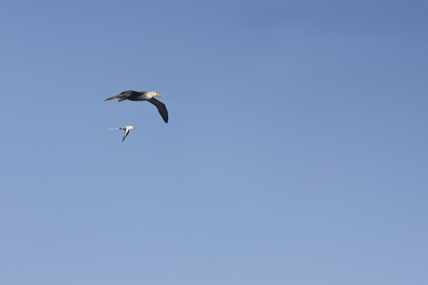 Albatroz e tropicbird-de-bico-vermelho em formação vertical
 - Foto, Imagem