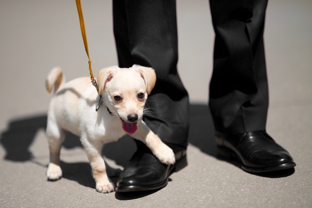 Puppy en man schoenen - Foto, afbeelding